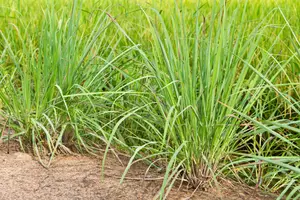 Black Hawk County Prairie Grass Used as Fuel