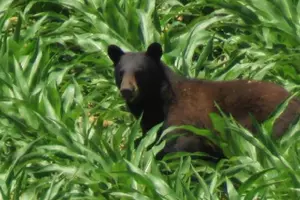 Bear Killed by Truck in Northeast Iowa