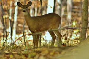 Vehicles Colliding with Deer in Fayette County
