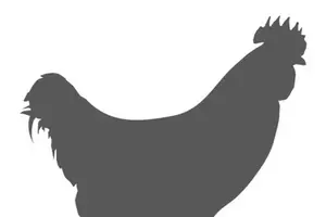 CF Council Closer to Allowing Backyard Chickens
