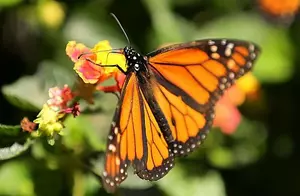 Iowa Group Plans to Help Save Monarch Butterflies