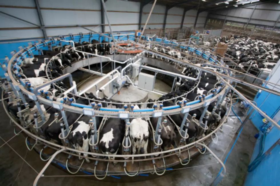 Dairy Farmers Want Access to Japan