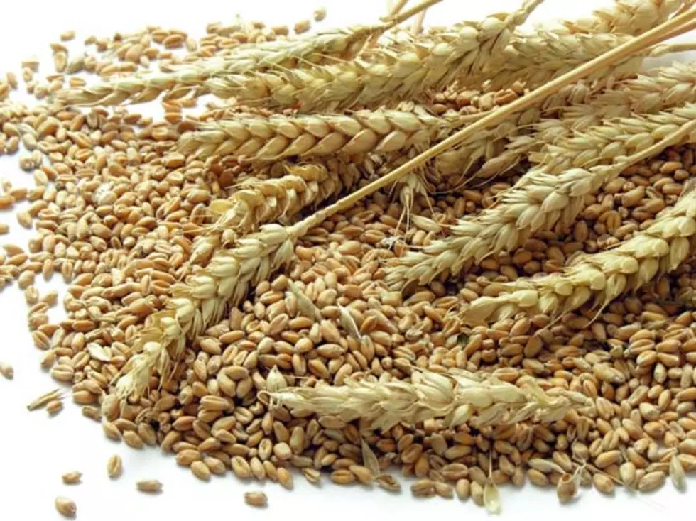 Gluten Free Wheat Near Reality