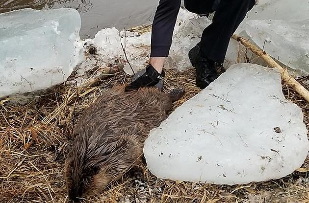 Beaver on Ice: Not So Nice