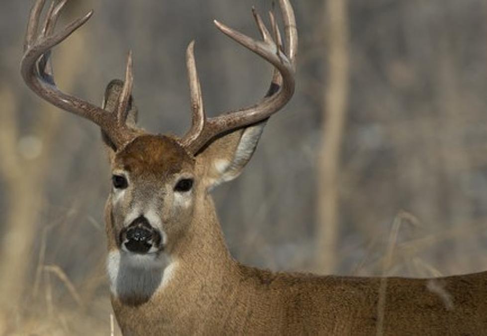 Area Woman Hurt When Her Vehicle Collides with a Deer