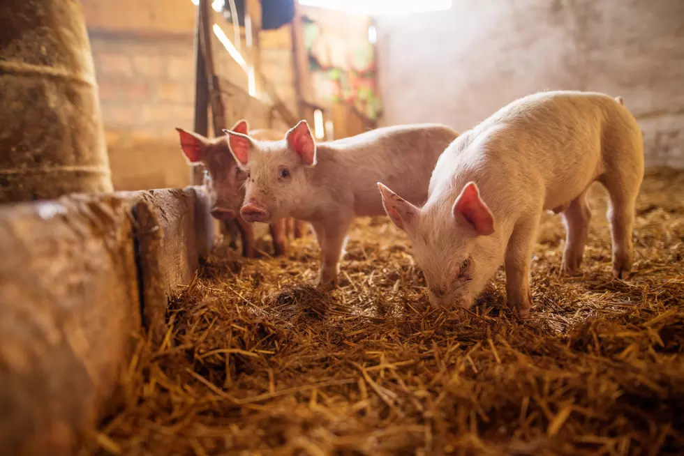 Pig Farmer of the Year Nominations Open
