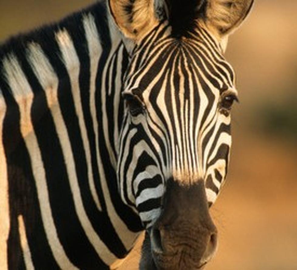 Another Pet Zebra Shot and Killed Near Oelwein