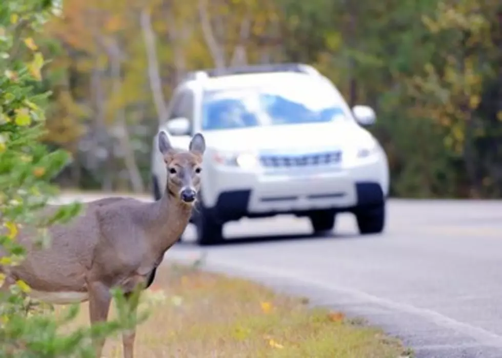 Teen Driver Avoids Injury When His Jeep Hit a Deer