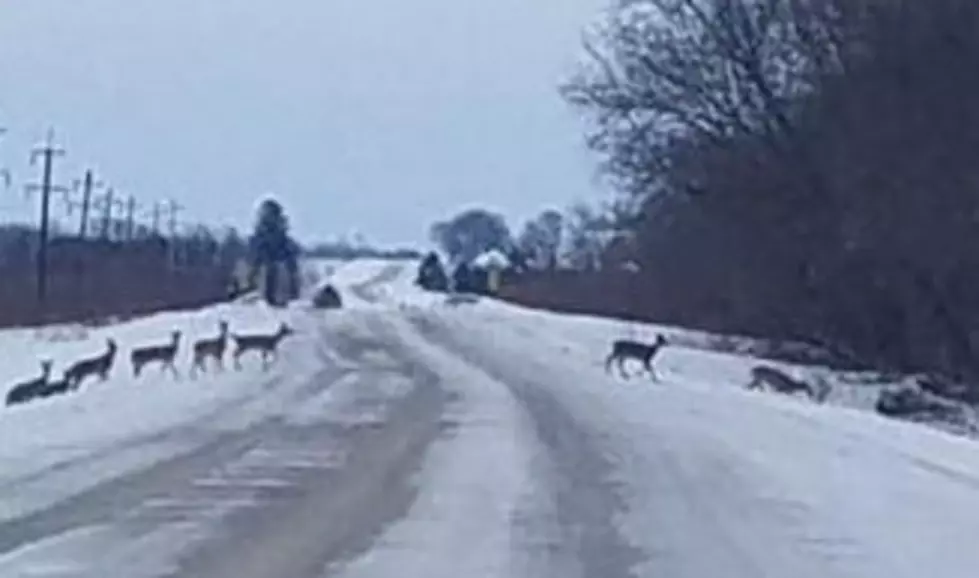 Motorists Beware: More Deer on the Move!