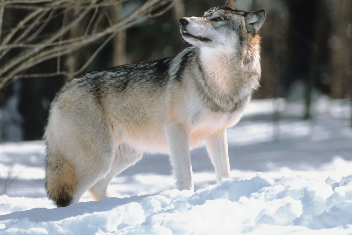 Types Of Wolves List