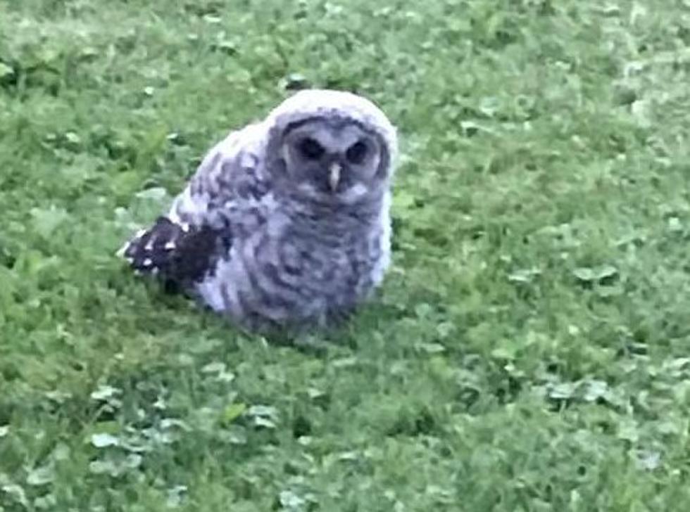 Owl Found in Oelwein Taken to Animal Sanctuary