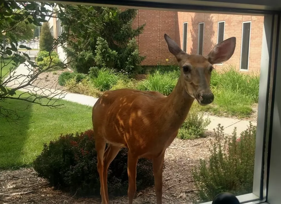 Oh, Deer!  A Four-Legged Peeping Tom