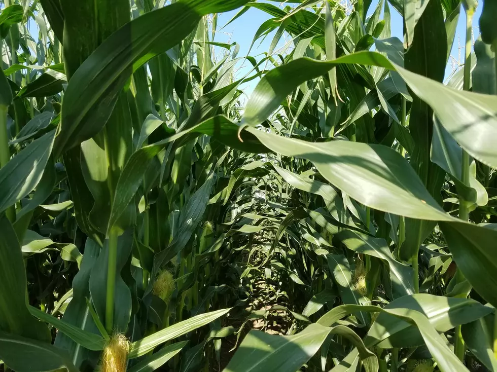 Driver in Iowa Spends the Night in a Corn Field