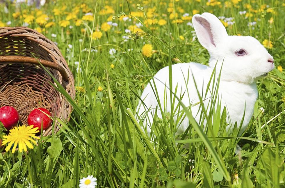Easter Basket Hunt Cancelled in Oelwein, but Watch for Bunnies!