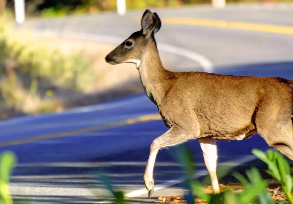 Deer Collides with Vehicle in Fayette County