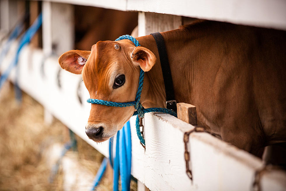 Cedar Rapids Petting Zoo Patron Gets Disease After Visit