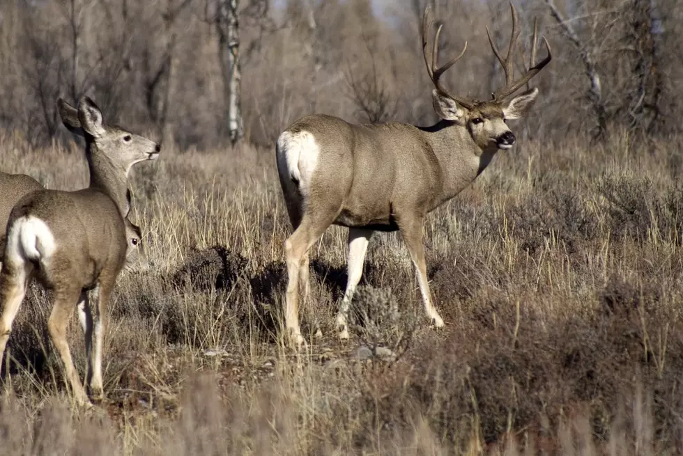 Car Strikes Deer on Highway 3 Near Oelwein