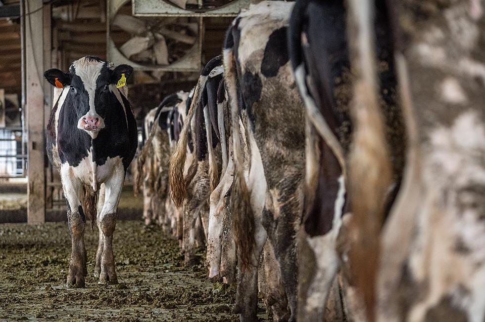 Northeast Iowa Dairy Farmers Invited to Discuss Industry Issues