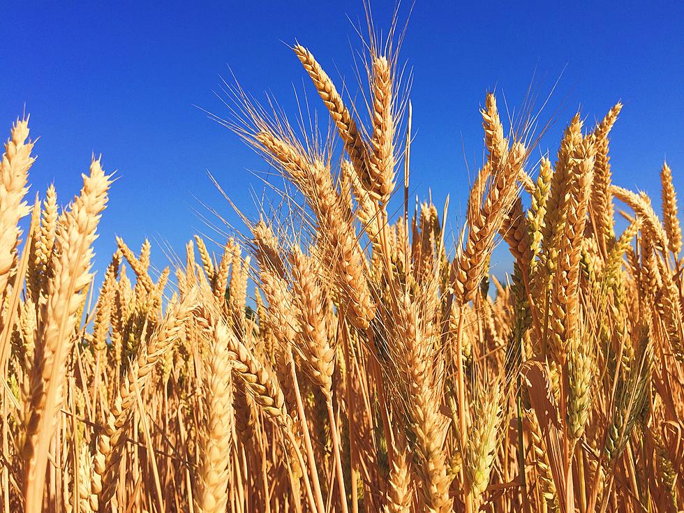 Farmers can Save Money with State Cover Crop Discounts