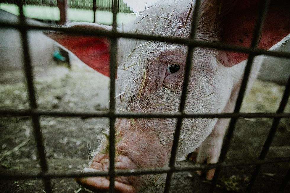 Prop 12 Delays Gives Iowa Pork Producers More Time To Prepare