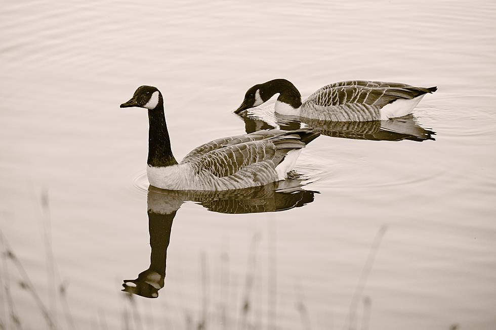 Geese And Pelicans Are Mysteriously Dying In Davenport