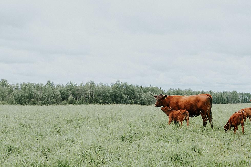 USDA & DOJ Launch Program To Help Iowa Farmers Have A Voice In Markets