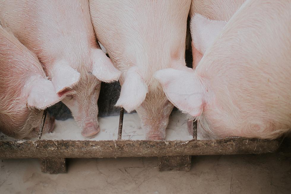 Livestock Medicine Rule Faces Opposition From Iowa Pork Producers