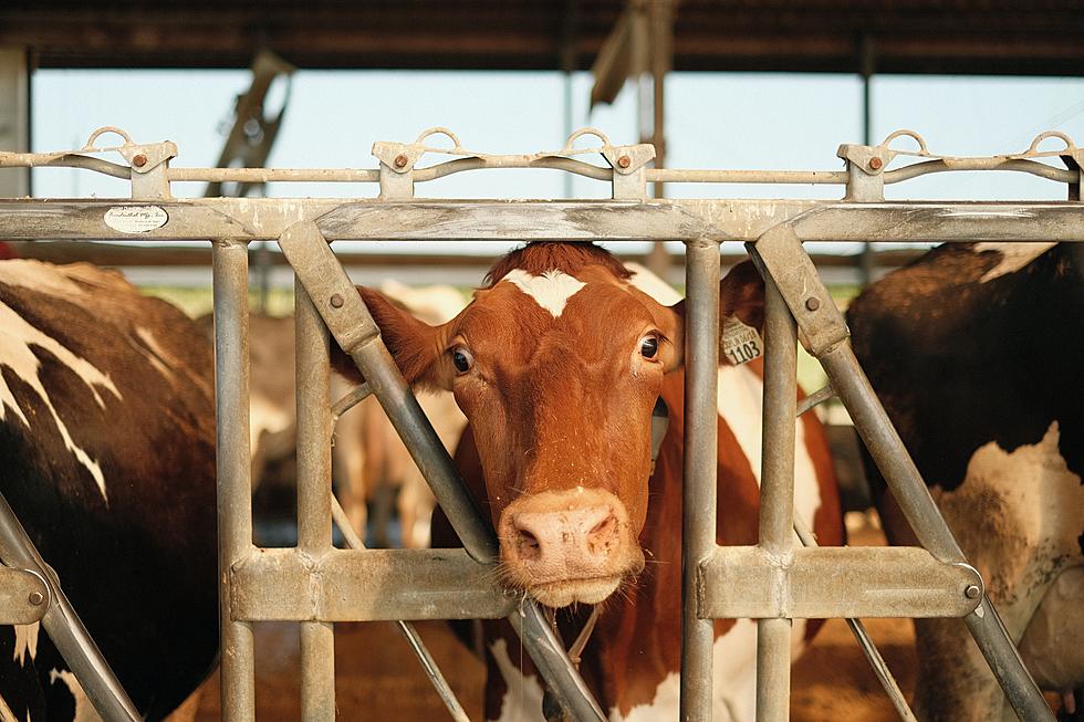 Sioux County Farmers Allow Manure To Overflow For Days