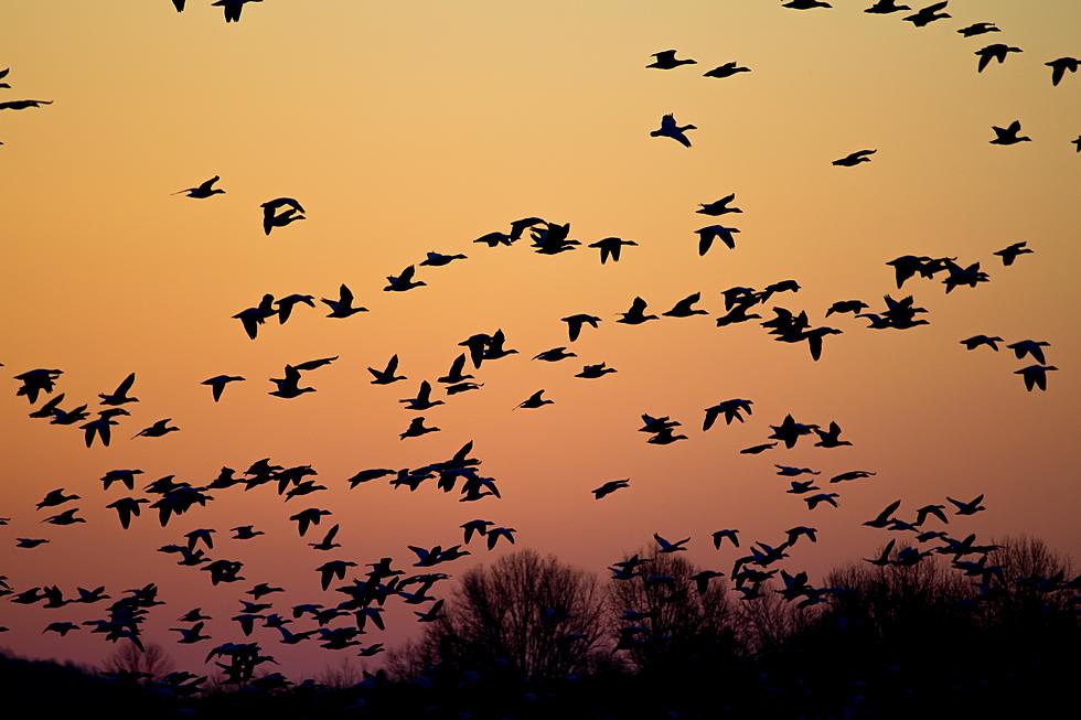 Wild Or Not, Avian Influenza Is Spreading In Iowa