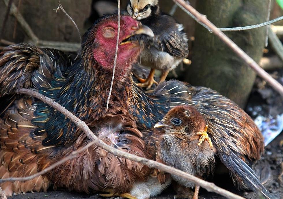 With Around 8 Million Dead Birds Iowa Is Leading The Bird Flu Charts [UPDATE]