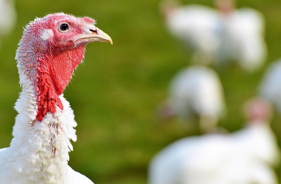 Gov. Reynolds Signs Disaster Proclamation Due To Sick Turkeys