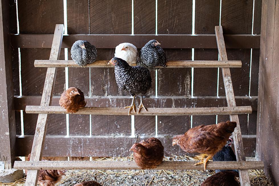 Avian Influenza Confirmed In A Backyard Flock In Iowa