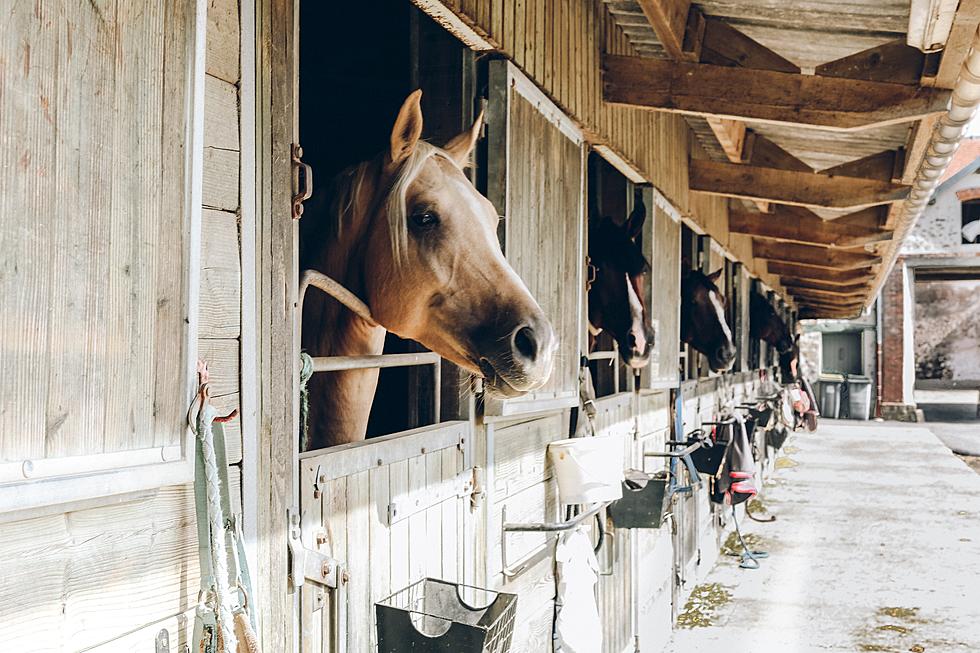 Horses At Iowa Facility Are Being Quarantined