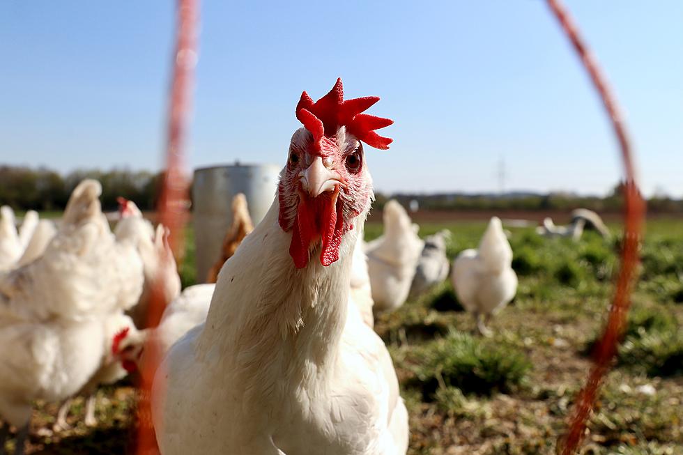 In One Week, 6.7 Million Birds Died From Bird Flu In Iowa