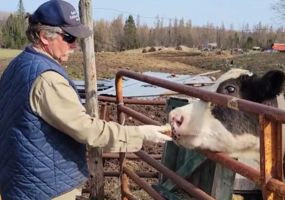 Midwest&#8217;s Iconic Two-Nose Cow Celebrates A Big Birthday