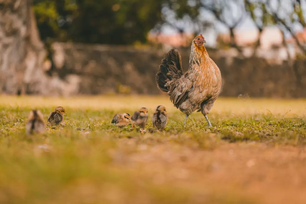 Conspiracy Theories Hatch As Bird Flu Slows Down In Iowa