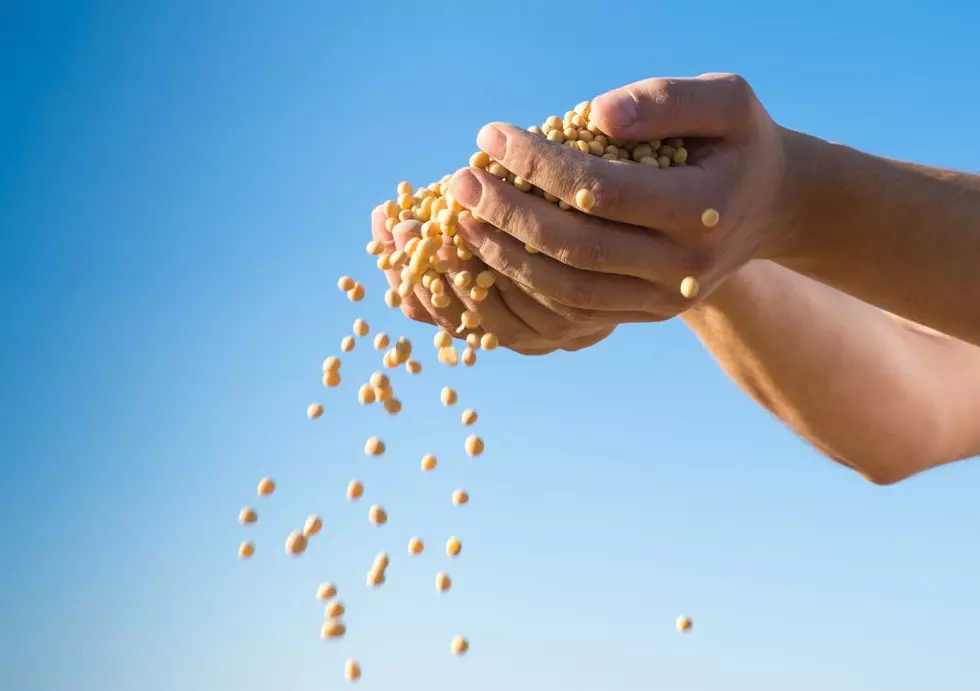 Iowa Soybeans Are Becoming More Essential To Everyday Life [Photos]