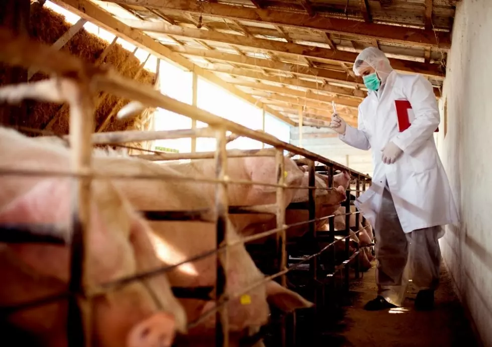 Vietnam Develops A High Demand Vaccine That Will Help Iowa Pigs