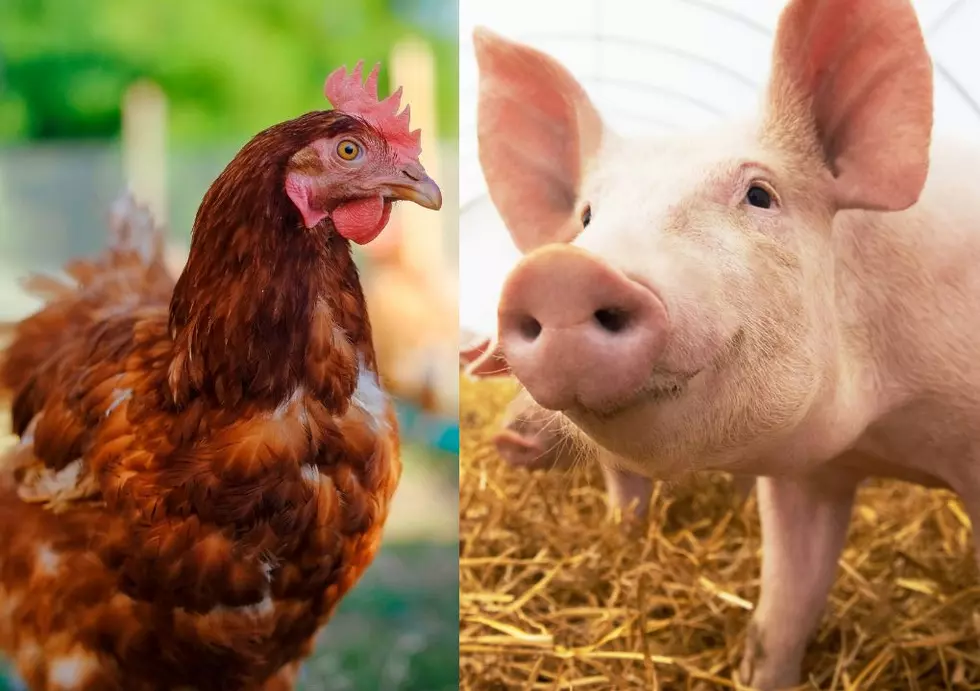 Will Poultry Precautions Save Pigs Like It Did Birds in Iowa?
