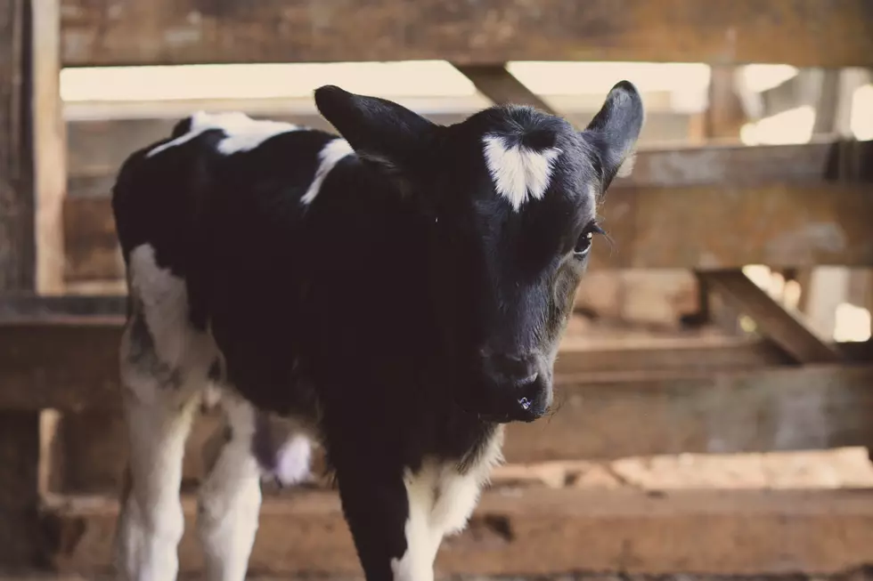Can’t Own A Cow? Your Kids Can “Adopt” One From Iowa Farms