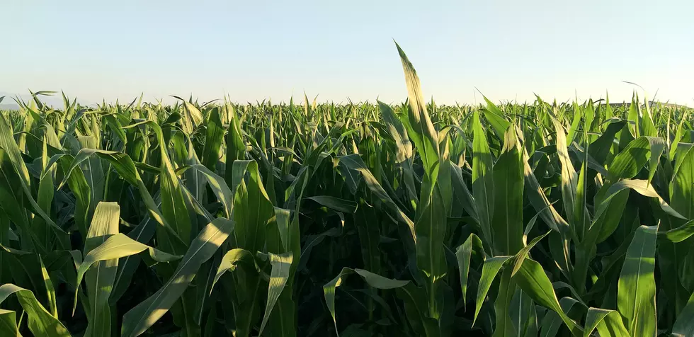 Knee High By The Fourth Of July? NE Iowa Farmers Need Not Worry