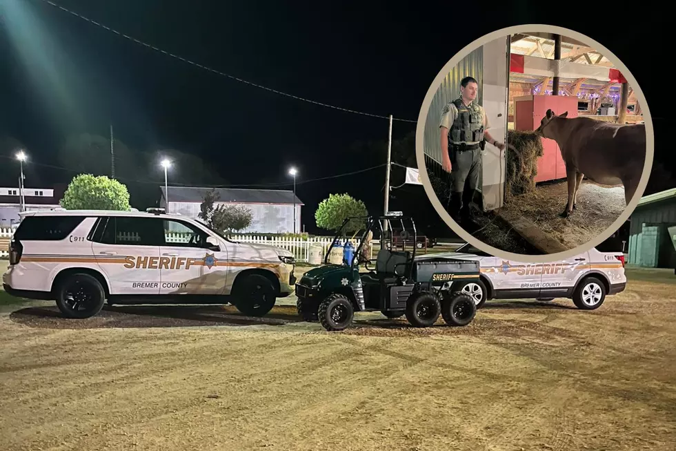 Bremer County Officers Wrangle Lost Cow At The County Fair