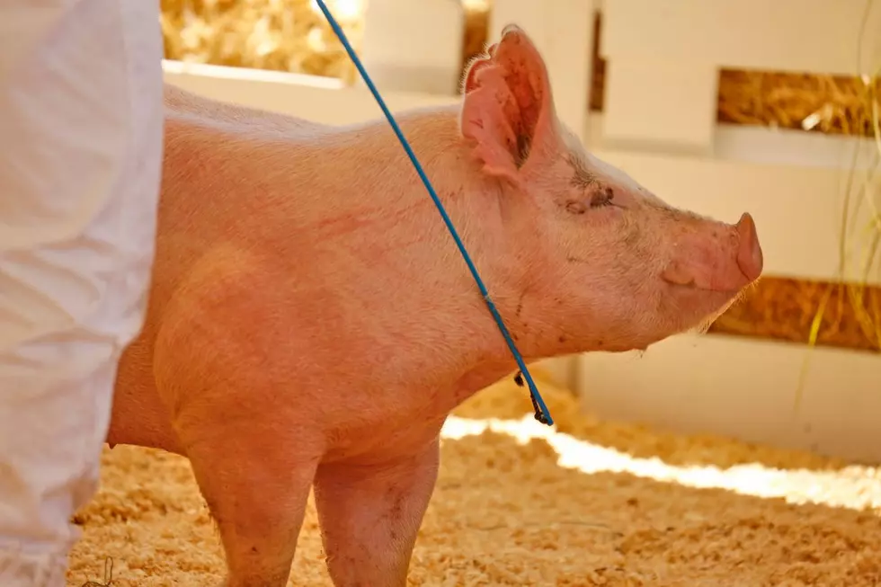 Dubuque County Fair Closes Barn Doors As Pig Gets Sick