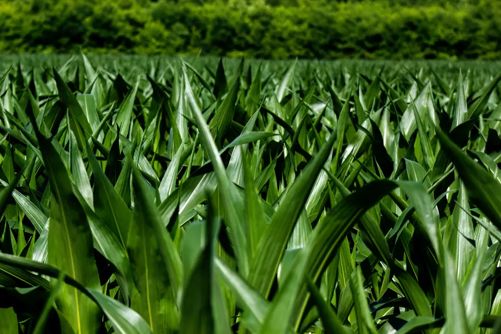 Midwest Farm Faker Commits Fraud