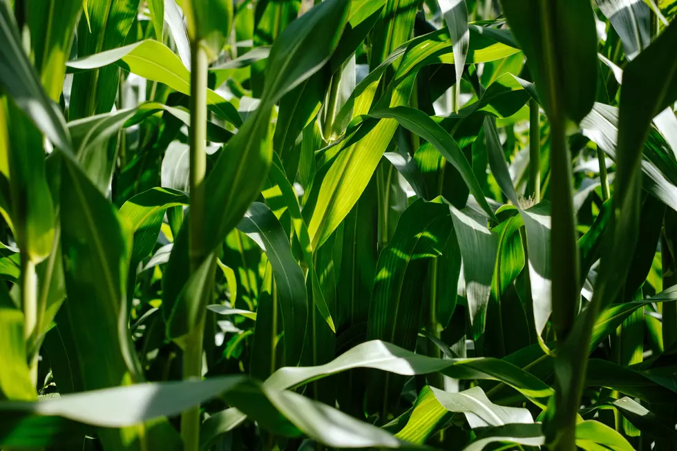 Corn Tar Spot Makes An Early Appearance In Eastern Iowa