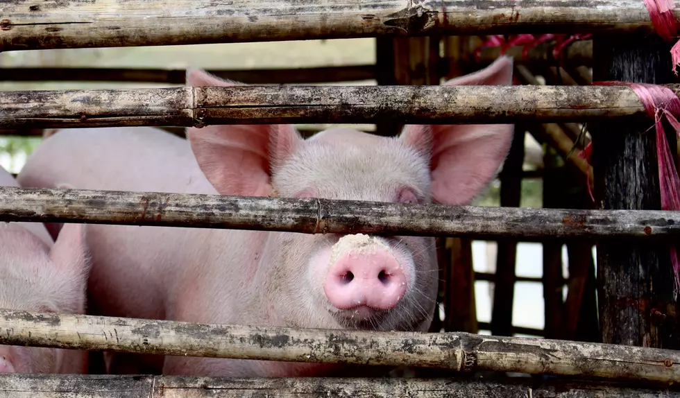 New Iowa Supreme Court Ruling Reverses Pig Farming Lawsuit Precedent