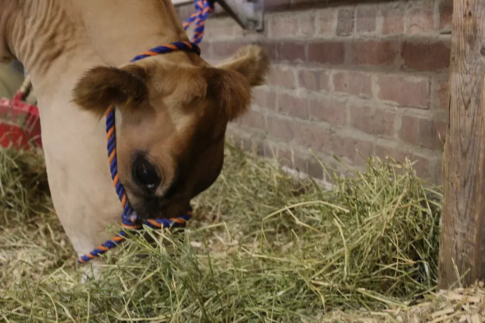 Fairgoers Get Their First Cow Experiences At Iowa State Fair