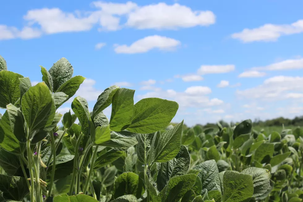 Plant Power; Soybeans Play Big Role In Major Iowa Show
