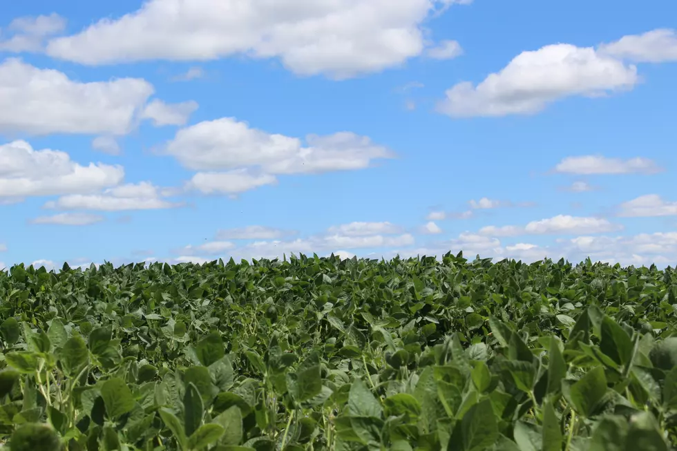 Eastern Iowa Has Some Of The Highest And Lowest Cropland Rent Prices