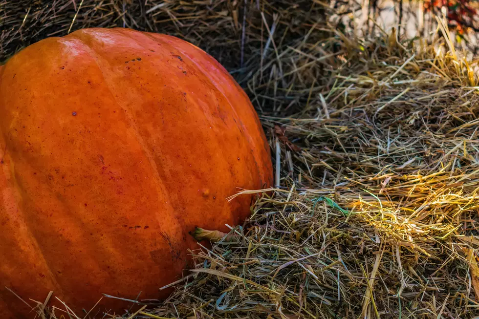 Midwest Man Grows Pumpkin that Sets a New World Record